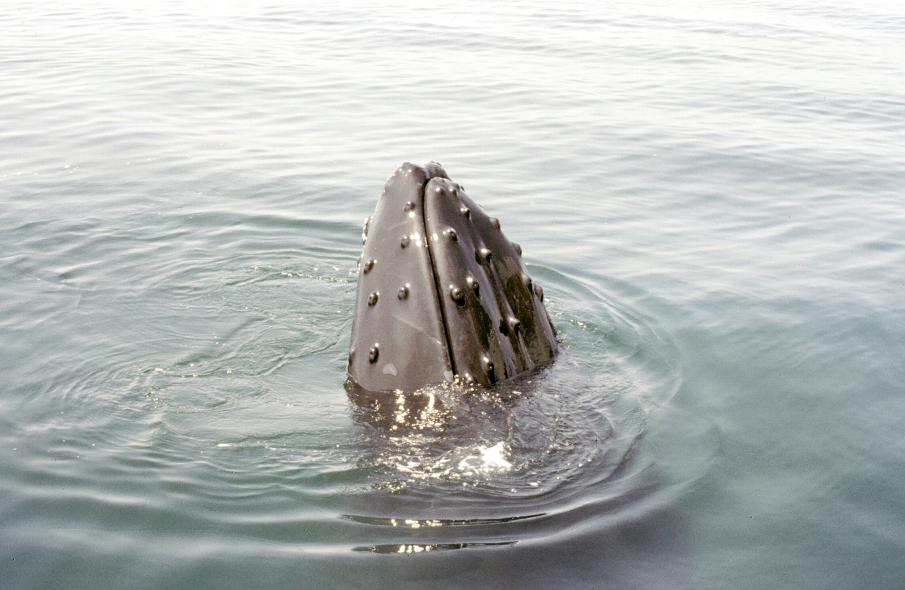 대구 서구 포장이사